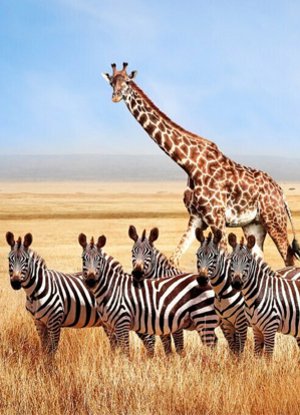 Tanzania